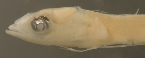 larval fish gobies and goby larvae