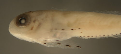 larval fish blennies and blenniidae larvae