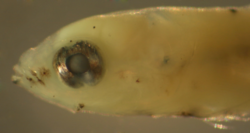 larval fish eye