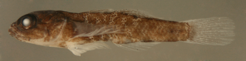 larval goby