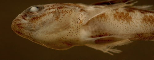 caribbean fish larvae