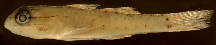 juvenile coryphopterus glaucofraenum