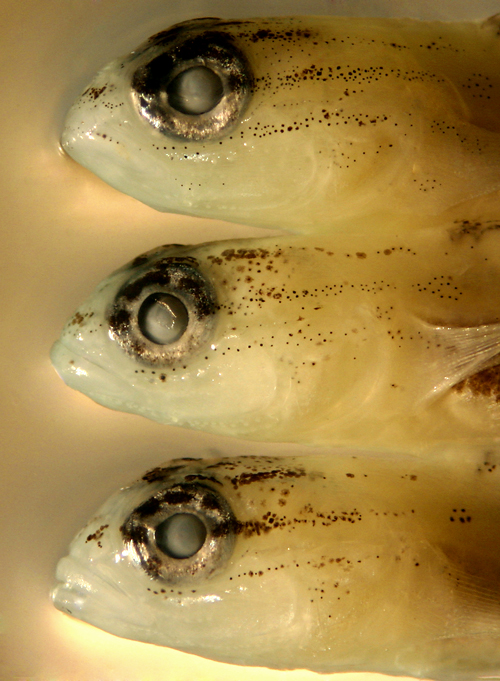 larval coryphopterus and goby larvae