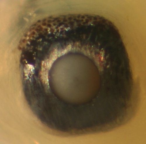 ichthyoplankton eye