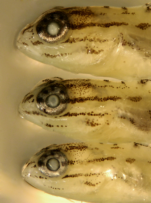 Личинки карася. Личинка карася. Абистома рыба личинка. Бычок прозрачный пещерный, м /Coryphopterus glaucofraenum США.