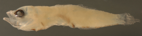 gobiidae larvae