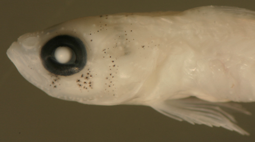 fish larval dispersal