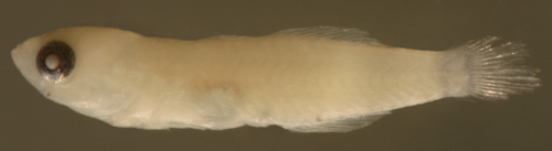 lythrypnus nesiotes larvae
