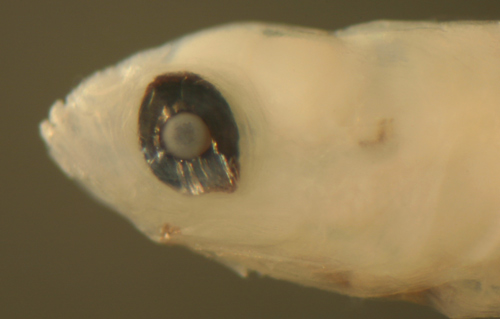 larval fish eye