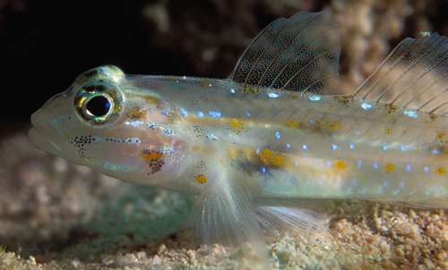 offshore bridled goby