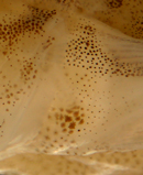 family gobiidae identification