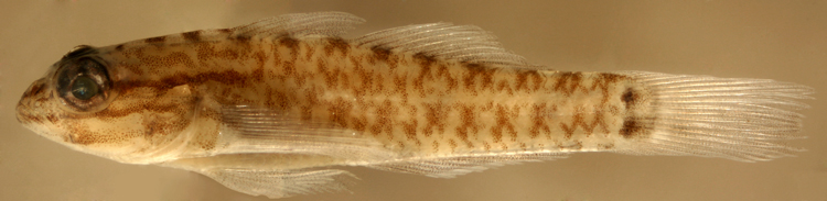 goby species