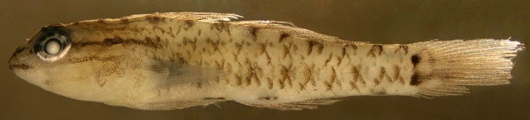 coryphopterus glaucofraenum