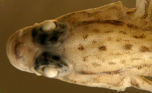 identification of coryphopterus eidolon