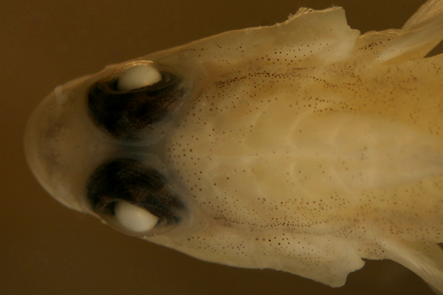 identification of coryphopterus eidolon