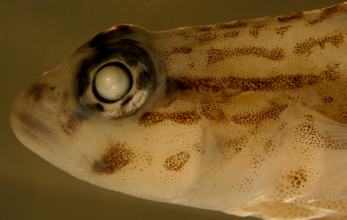 larval fish coryphopterus and goby larvae