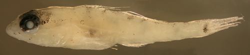 Coryphopterus thrix juvenile