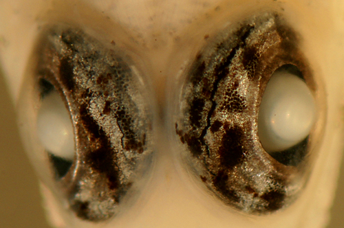 eyes of bartail goby