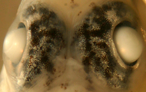 bartail goby eyes