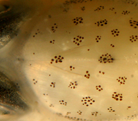 family gobiidae identification