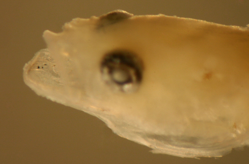 larval barbulifer ceuthoecus