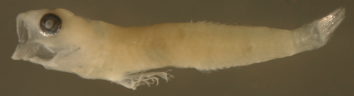 cleaner goby larvae