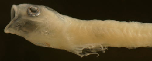 elacatinus illecebrosus larva