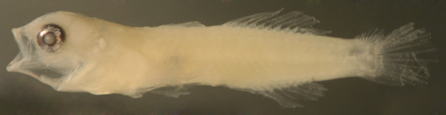 larval frecklefin goby