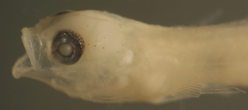 larval tigrigobius gemmatum