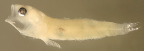 larval Tigrigobius multifasciatus