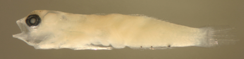 tigrigobius pallens larva