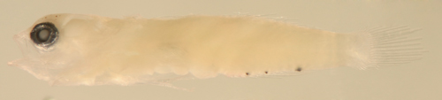 elacatinus pallens larvae