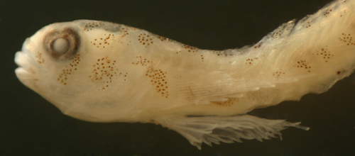 larval elacatinus saucrus