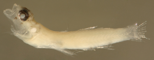 gobiosoma pallens larvae