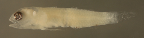 elacatinus pallens larva