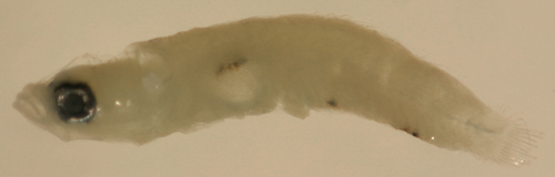 larval risor ruber