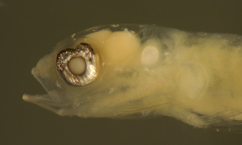 larval ctenogobius saepepallens