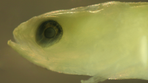 larval eyes fish