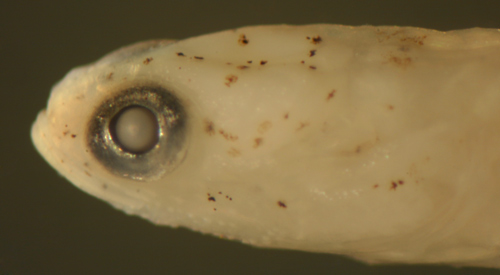 larval gobionellus