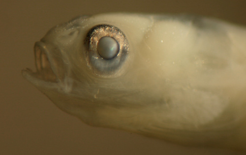 larval gobiidae fish