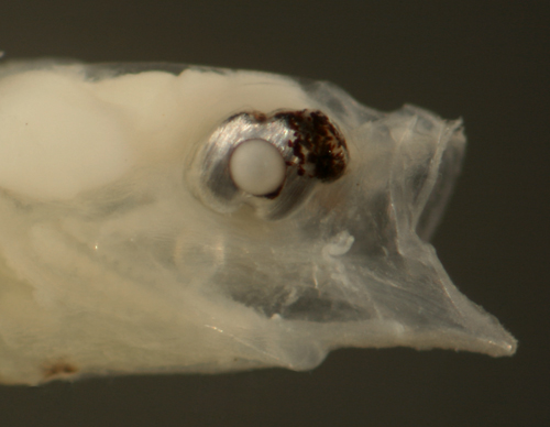 larval microgobius signatus and goby larvae