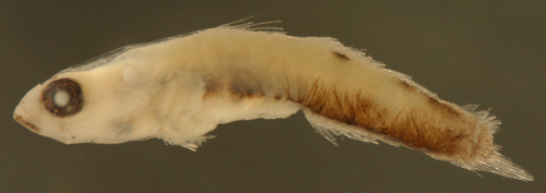 chriolepis fisheri (larval reef gobies)