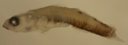 chriolepis fisheri