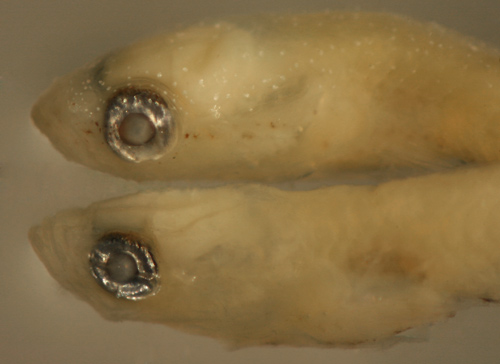 paleback goby larval transition