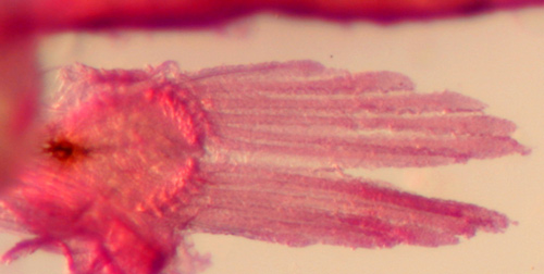 larval gobulus pelvic fin