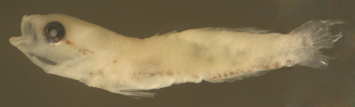 stages of goby larvae