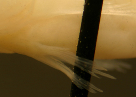 psilotris amblyrhynchus (goby reef fish larvae)