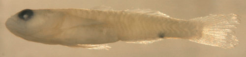 goby reef fish larvae