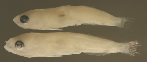 development of goby larvae