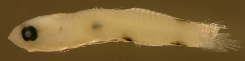 pycnomma roosevelti (goby reef fish larvae)
